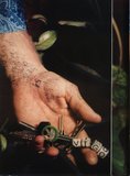 Viggo Mortensen's hand, in Flaunt #3, April 1999